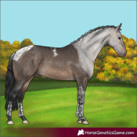 Horse Color:Brown Dun Tobiano 