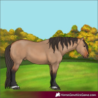 Horse Color:Bay Dun