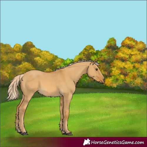 Horse Color:Palomino Dun 