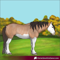 Horse Color:Bay Dun Splash Rabicano