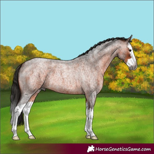 Horse Color:Gray Bay Roan Splash