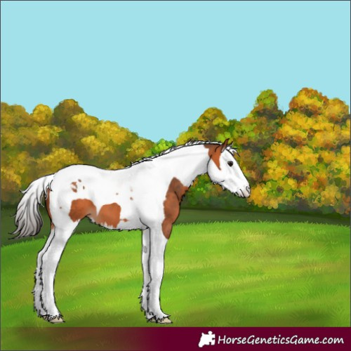 Horse Color:Bay Splash Tobiano 