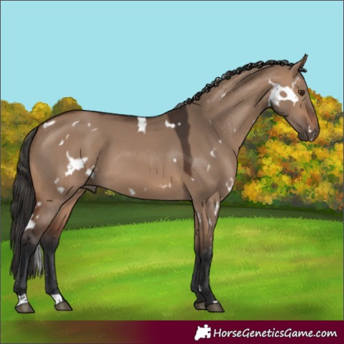 Horse Color:White Spotted Brown Dun 