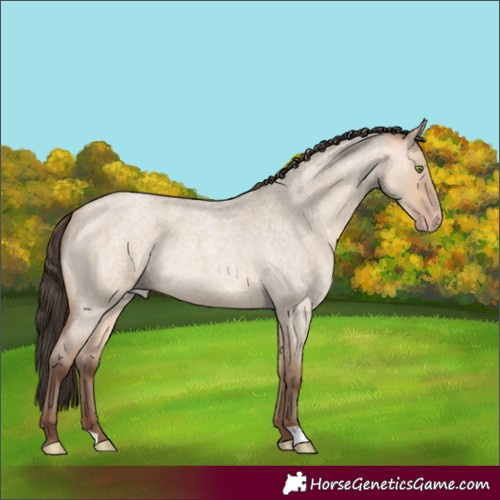 Horse Color:Amber Champagne Roan Dun 