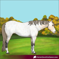 Horse Color:Buckskin Appaloosa 