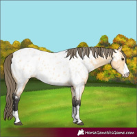 Horse Color:Buckskin Near Leopard 