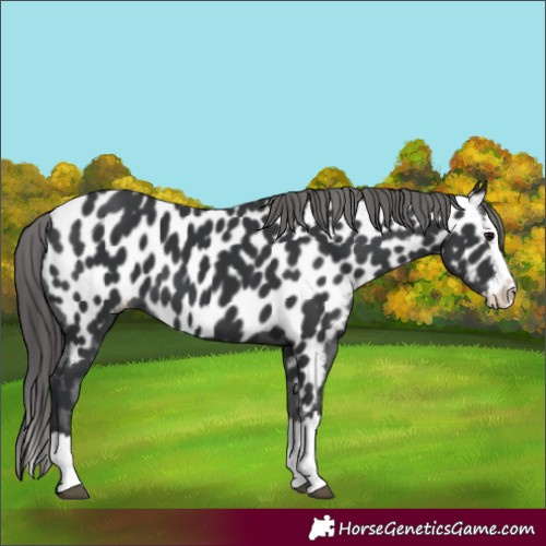 Horse Color:Black Splash Appaloosa