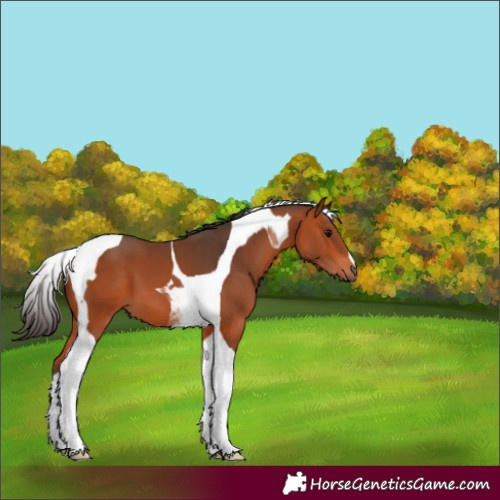Horse Color:Bay Tobiano 