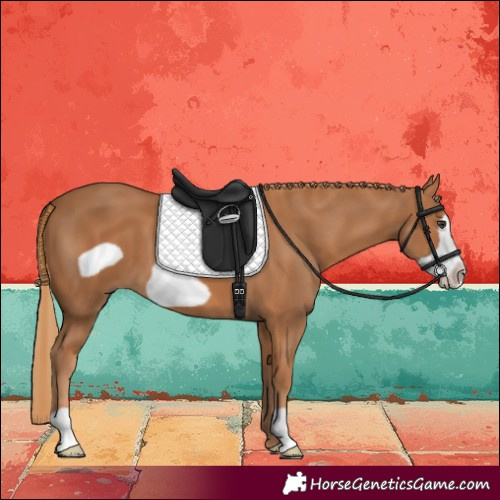 Horse Color:Chestnut Frame 
