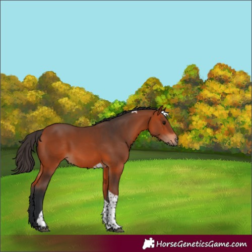 Horse Color:Bay Tobiano 