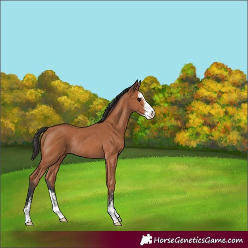 Horse Color:Bay Sabino Rabicano 