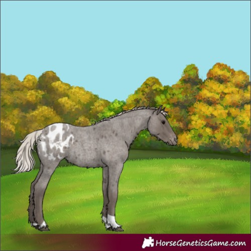 Horse Color:Silver Blue Roan Tobiano Appaloosa 