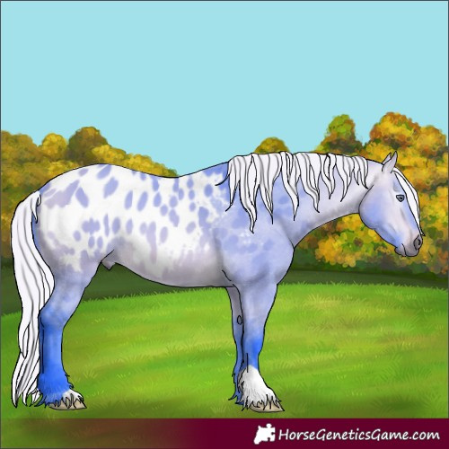 Horse Color:Gray Watercolor Silver Buckskin Chinchilla Dun Appaloosa 