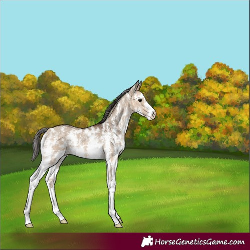 Horse Color:Bay Dun Sabino Rabicano 