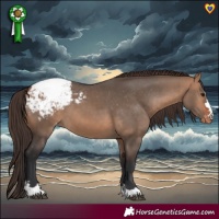 Horse Color:Brown Dun Appaloosa