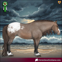 Horse Color:Brown Dun Appaloosa 