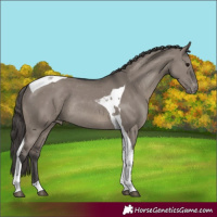 Horse Color:Grullo Tobiano Appaloosa Rabicano