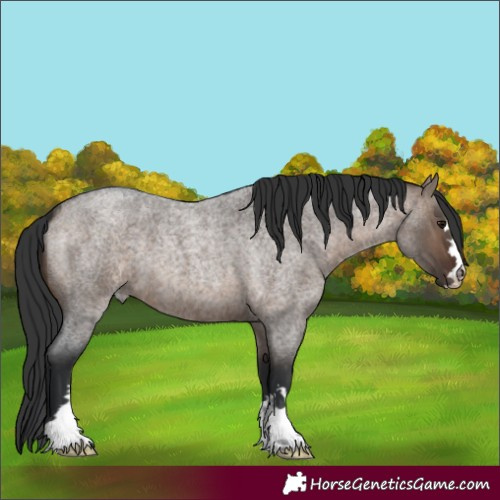 Horse Color:Brown Roan Dun 