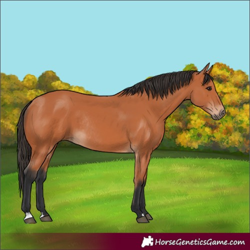 Horse Color:Bay Rabicano 