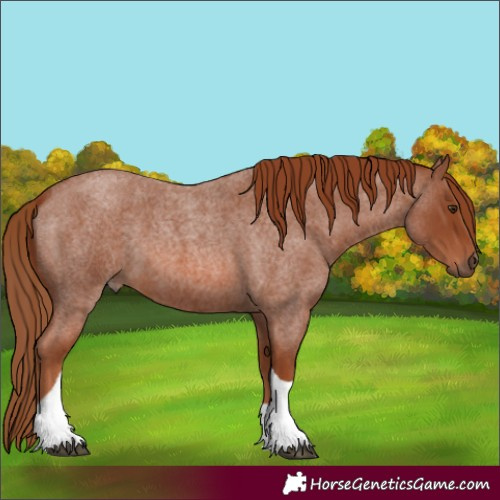 Horse Color:Red Roan Tobiano 