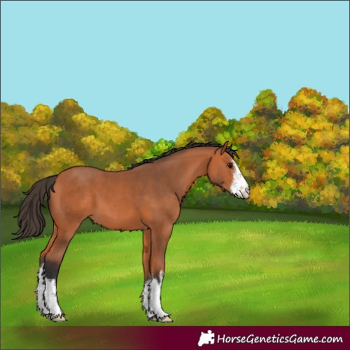 Horse Color:White Spotted Bay 