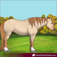 Horse Color:Red Dun 