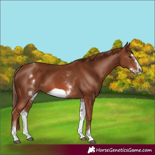 Horse Color:Unknown 