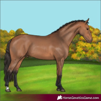 Horse Color:Bay Rabicano 