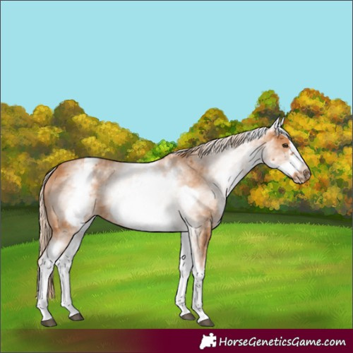 Horse Color:Unknown 