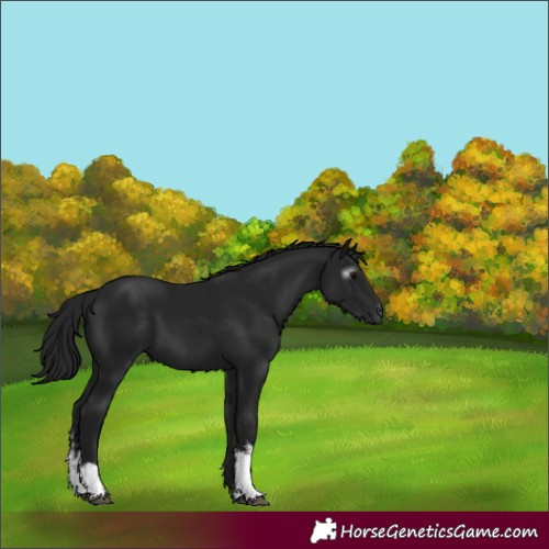 Horse Color:Gray White Spotted Black