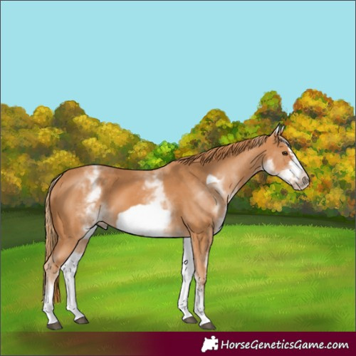 Horse Color:Unknown 