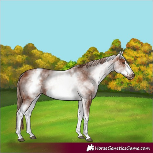 Horse Color:Unknown 