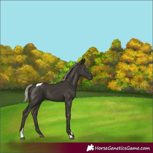 Horse Color:Gray Silver Black Tobiano 