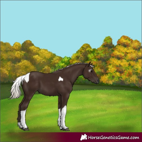 Horse Color:Gray Silver Black Tobiano 