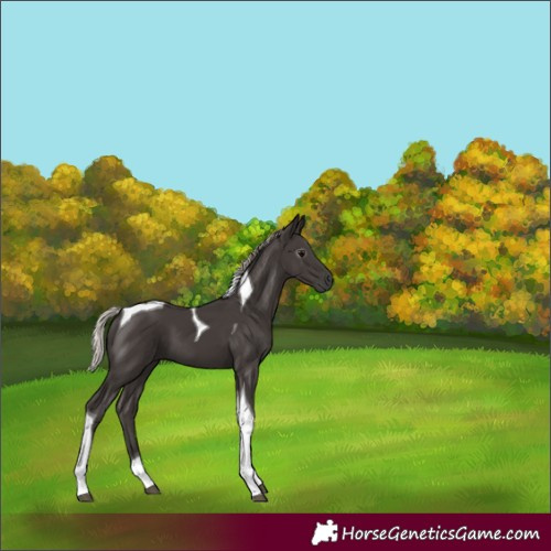 Horse Color:Gray Silver Black Tobiano 