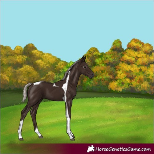 Horse Color:Gray Silver Black Tobiano 