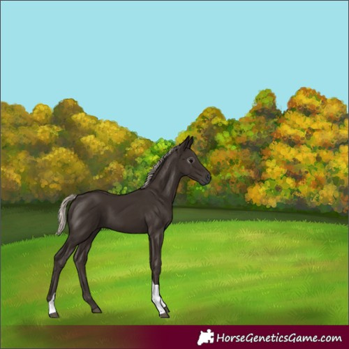 Horse Color:Gray Silver Black Tobiano 