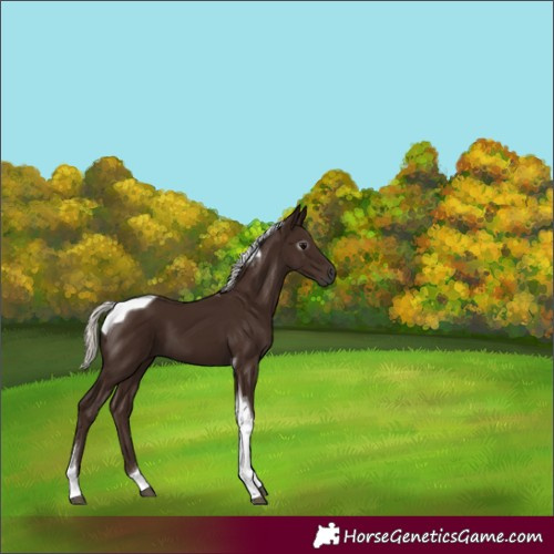Horse Color:Gray Silver Black Tobiano 