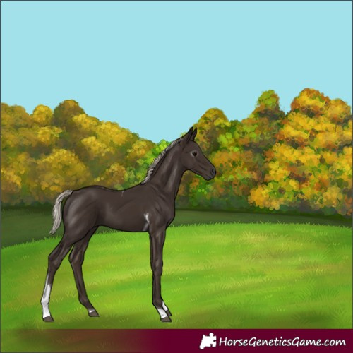Horse Color:Gray Silver Black Tobiano 