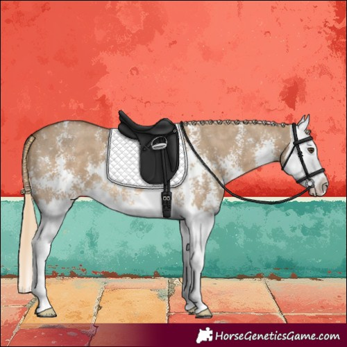 Horse Color:Chocolate Palomino Dun Sabino Splash 