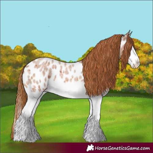 Horse Color:Red Roan Splash Appaloosa 