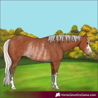 Horse Color:Silver Bay Rabicano