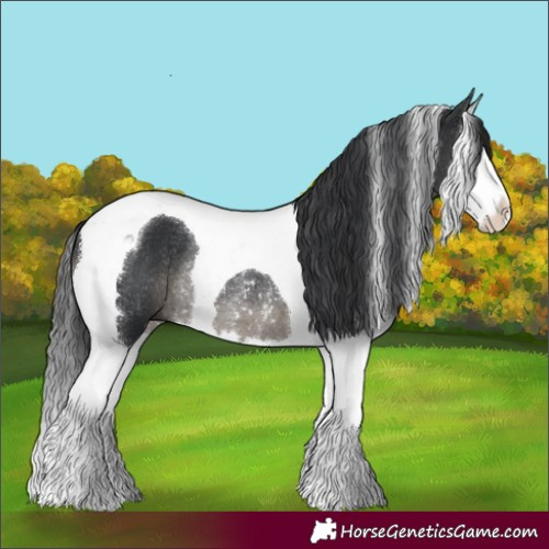 Horse Color:Black Splash Tobiano Rabicano 