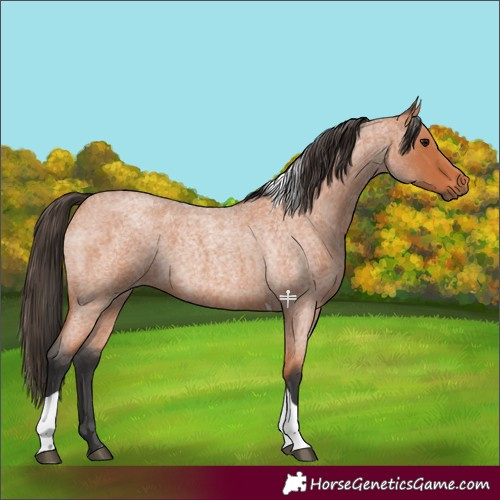 Horse Color:Bay Roan Tobiano 