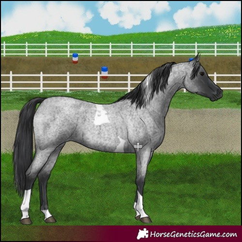 Horse Color:Blue Roan Tobiano 