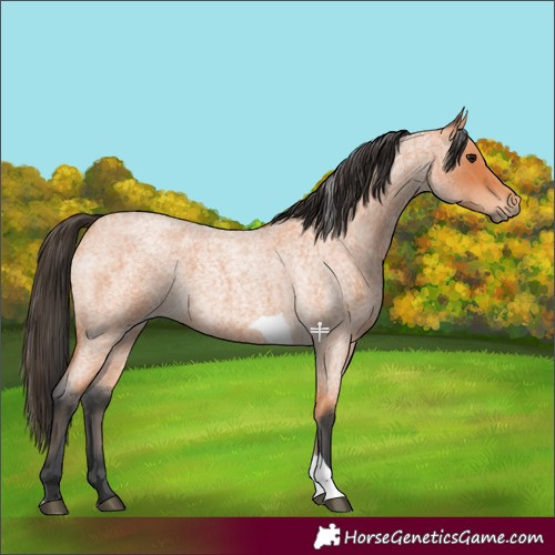 Horse Color:Bay Roan Tobiano 