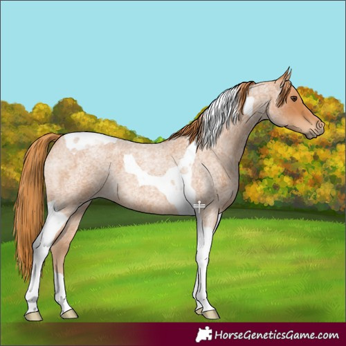 Horse Color:Red Roan Tobiano 