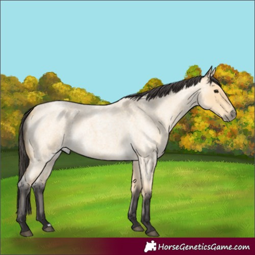 Horse Color:Buckskin Roan 