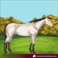 Horse Color:Buckskin Roan 