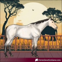 Horse Color:Buckskin Roan 